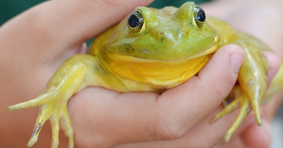 Frog coloring pages that are toad