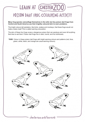 Poison dart frog colouring activity