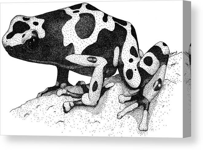 Yellow banded poison dart frog canvas print canvas art by roger hall