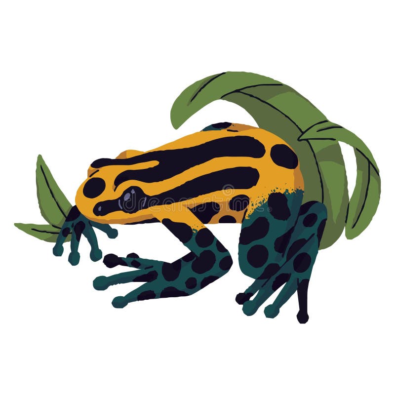 Yellow poison dart frog stock illustrations â yellow poison dart frog stock illustrations vectors clipart