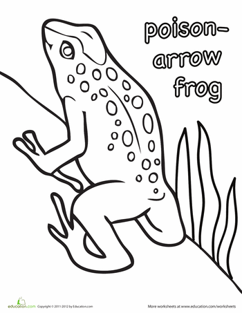 Poison arrow frog worksheet education frog coloring pages poison arrow frog coloring pages