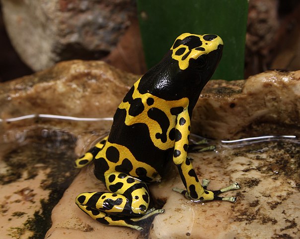 Filebumblebee poison frog dendrobates leucomelasjpg