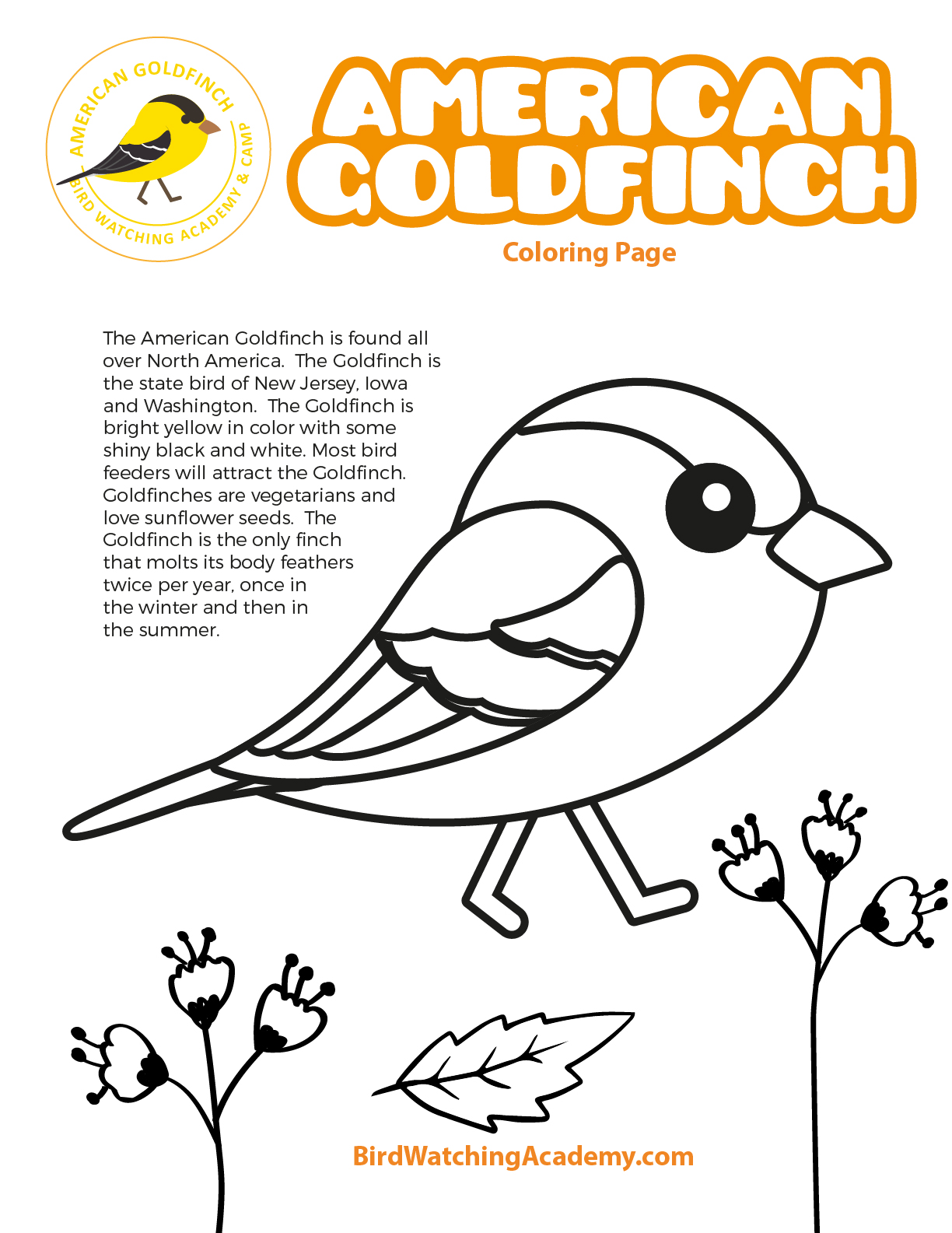 American goldfinch coloring page