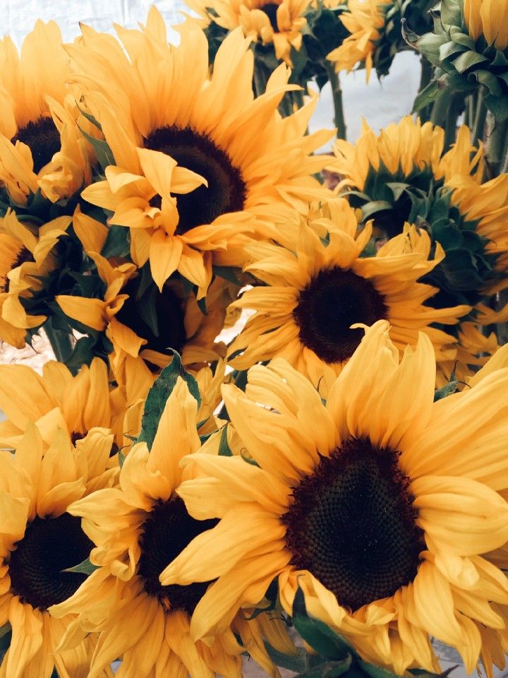 Download Free 100 + yellow sunflower aesthetic