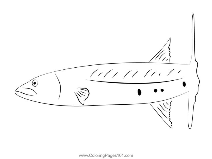 Barracuda coloring page coloring pages color printable coloring pages