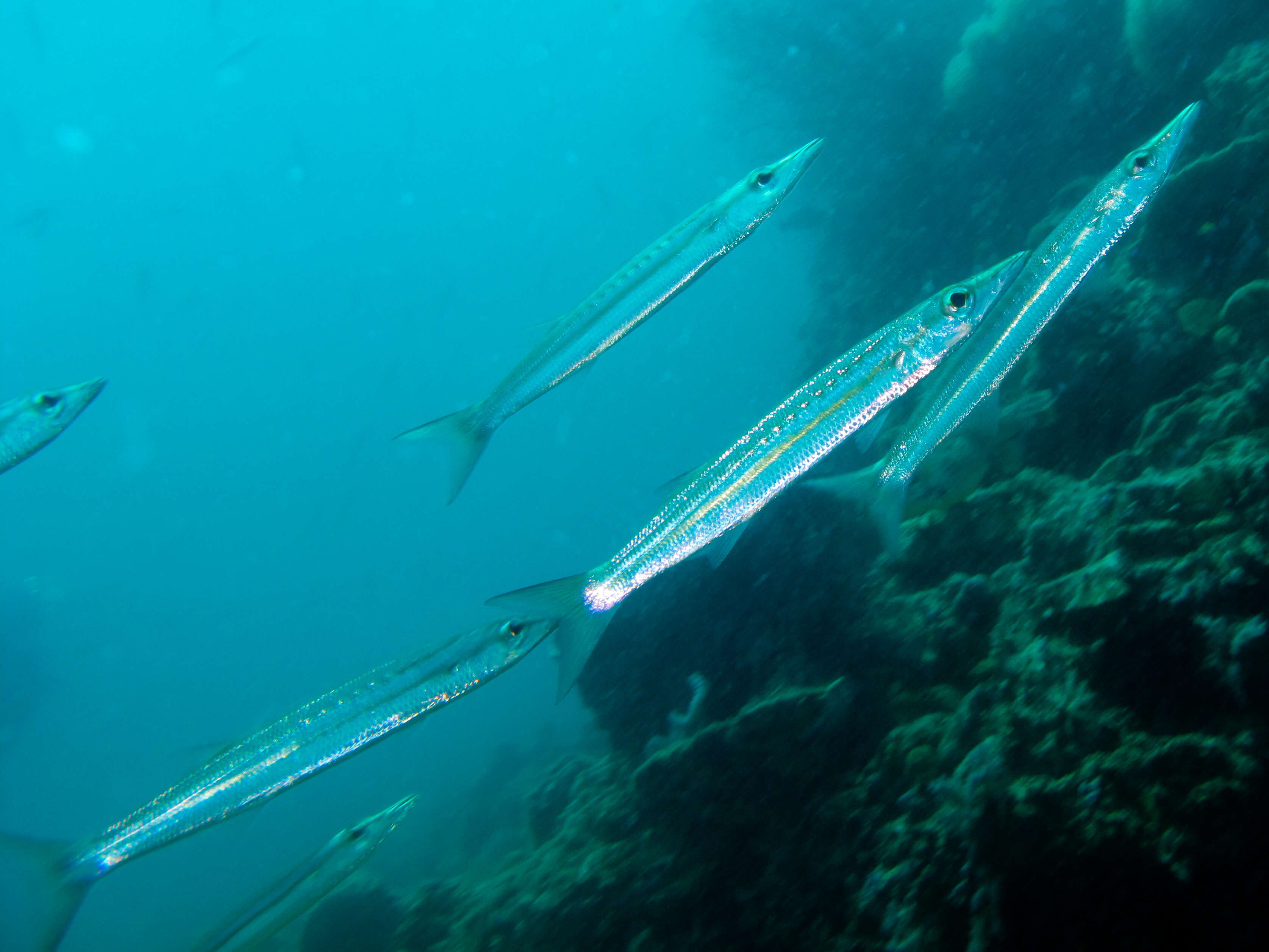 Yellowtail barracuda media