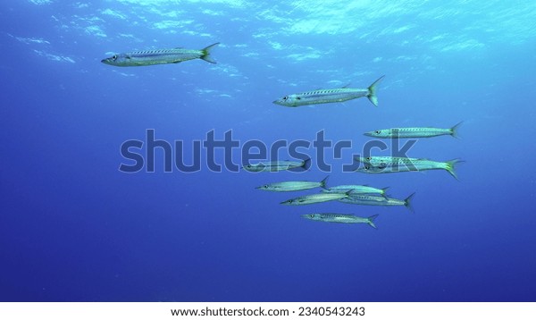 Yellow tail barracuda images stock photos d objects vectors