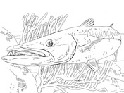 Barracudas coloring pages free coloring pages