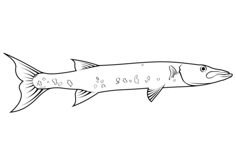 Great barracuda sphyraena barracuda coloring page free printable coloring pages