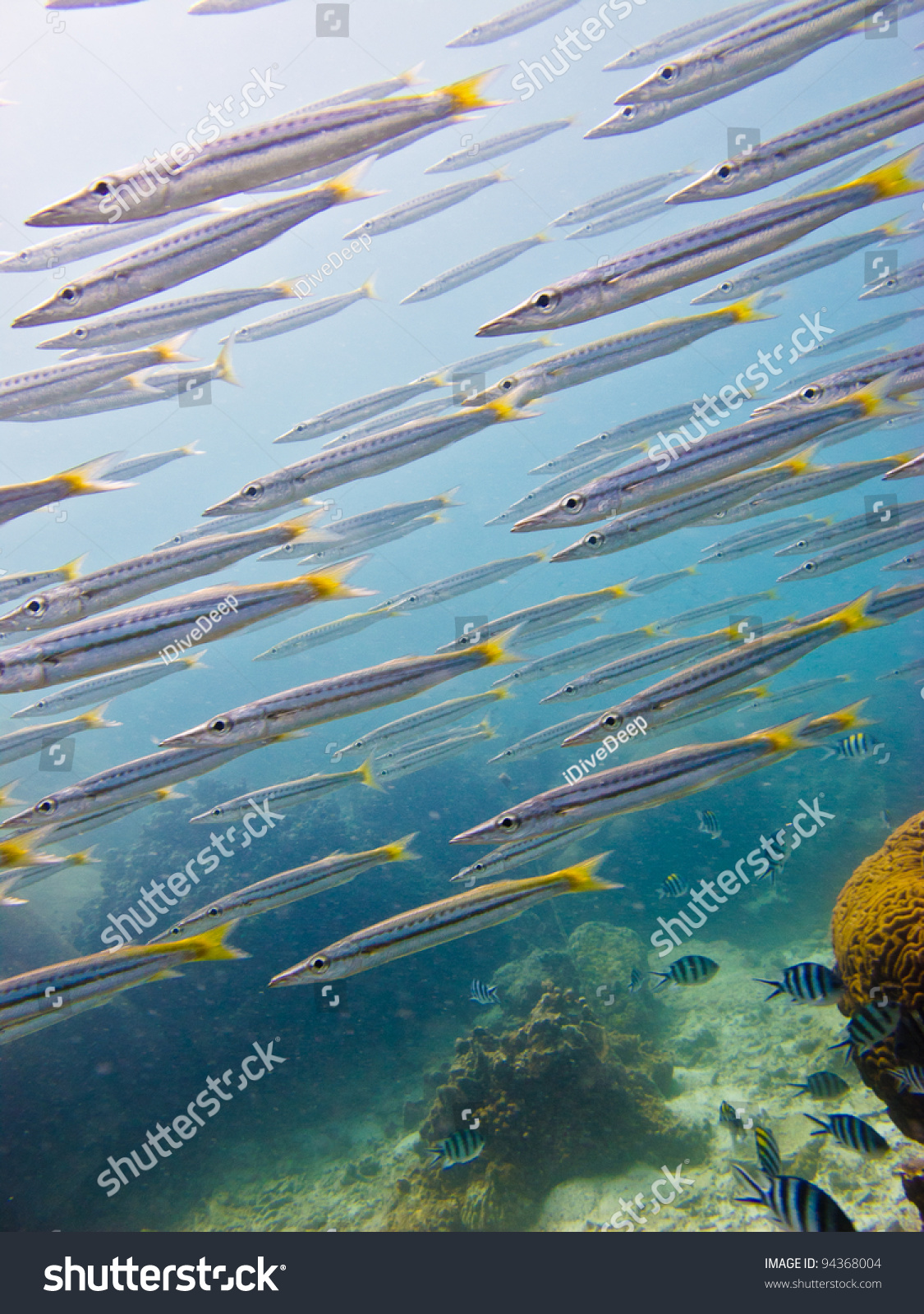 Yellow tail barracuda fish thailand stock photo