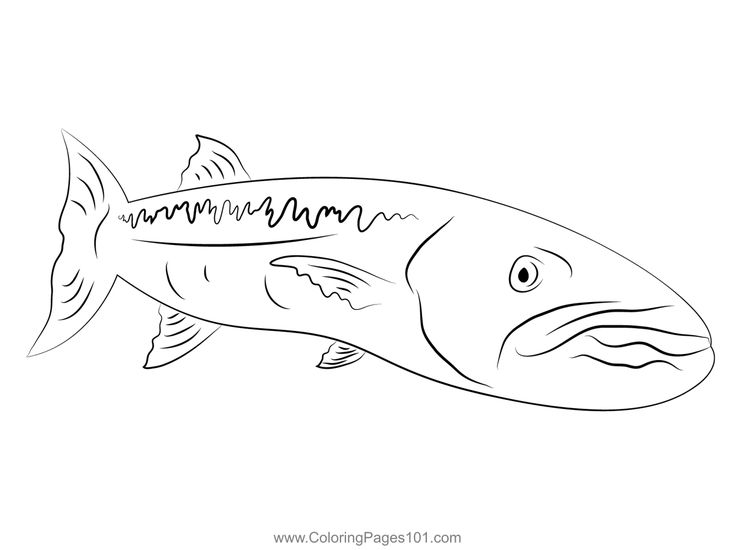 Great barracuda see colorg page colorg pages colorg pages for kids prtable colorg pages