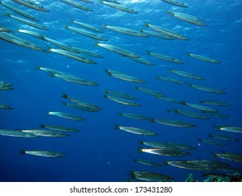 Yellow tail barracuda images stock photos d objects vectors