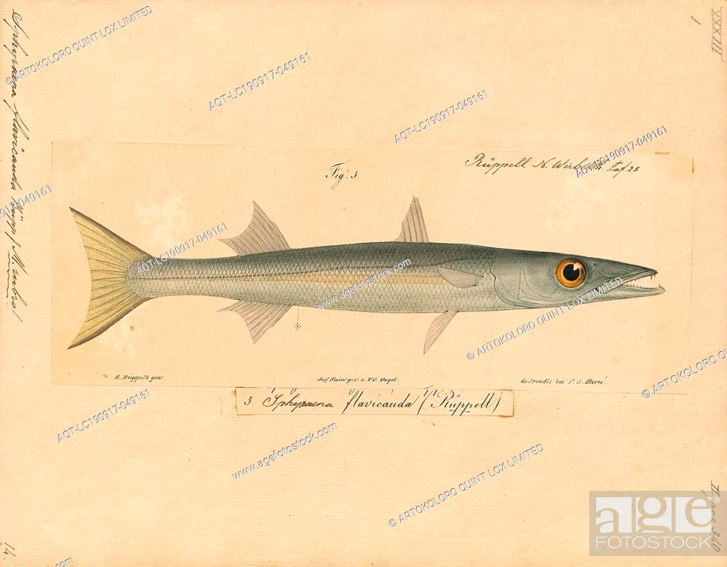 Sphyraena flavicauda print the yellowtail barracuda sphyraena flavicauda is one of the smaller stock photo picture and rights managed image pic aqt