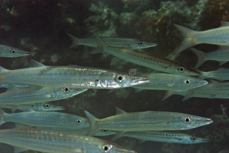 Yellowtail barracuda stock photos