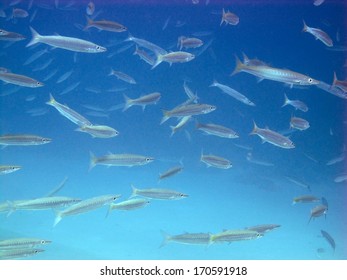 Yellow tail barracuda images stock photos d objects vectors