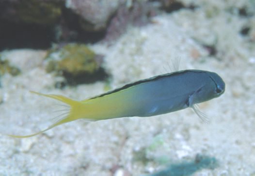 Yellowtail fang blenny meiacanthus atrodorsalis gunther