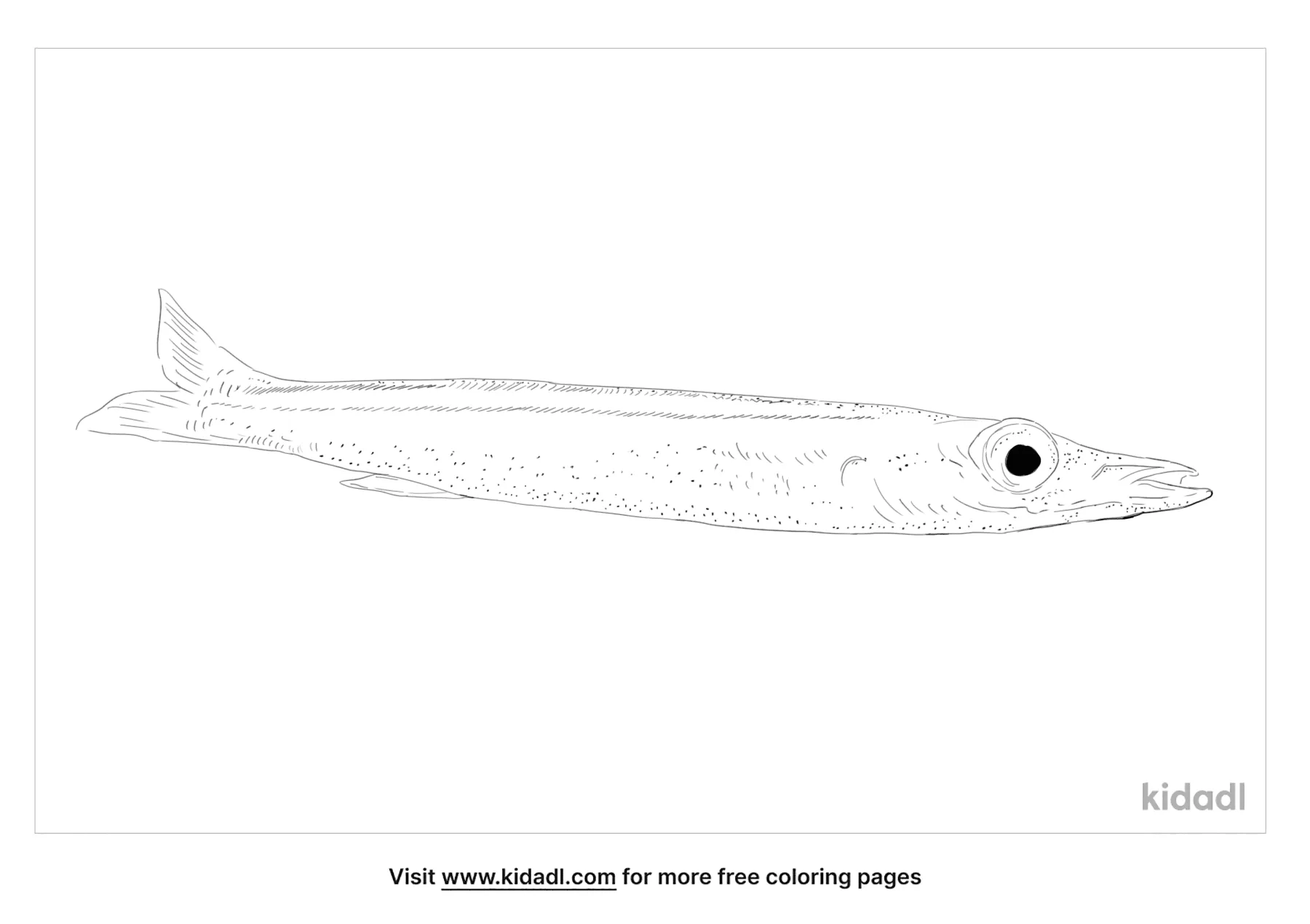 Free yellowtail barracuda coloring page coloring page printables