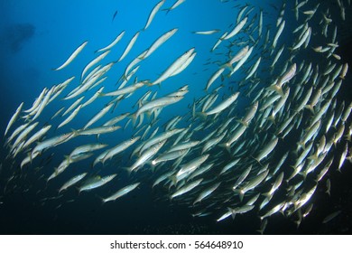 School juvenile yellowtail barracuda fish fish stock photo