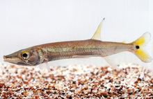 Yellow tail barracuda acestrorhynchus falcatus â predatory fins