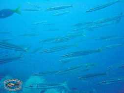 Yellowtail barracuda media