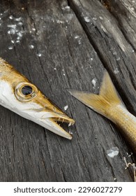 Yellow tail barracuda images stock photos d objects vectors