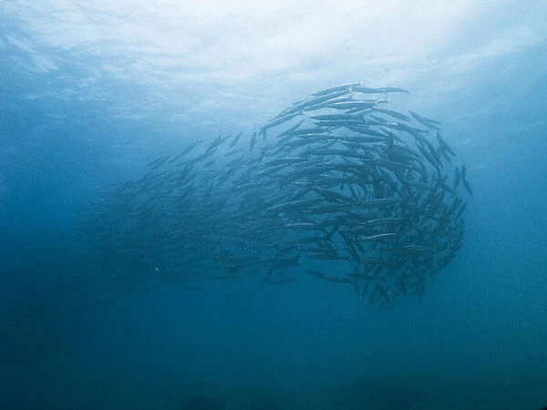 Egypt red sea swarm of yellowtail barracuda available as framed prints photos wall art and photo gifts