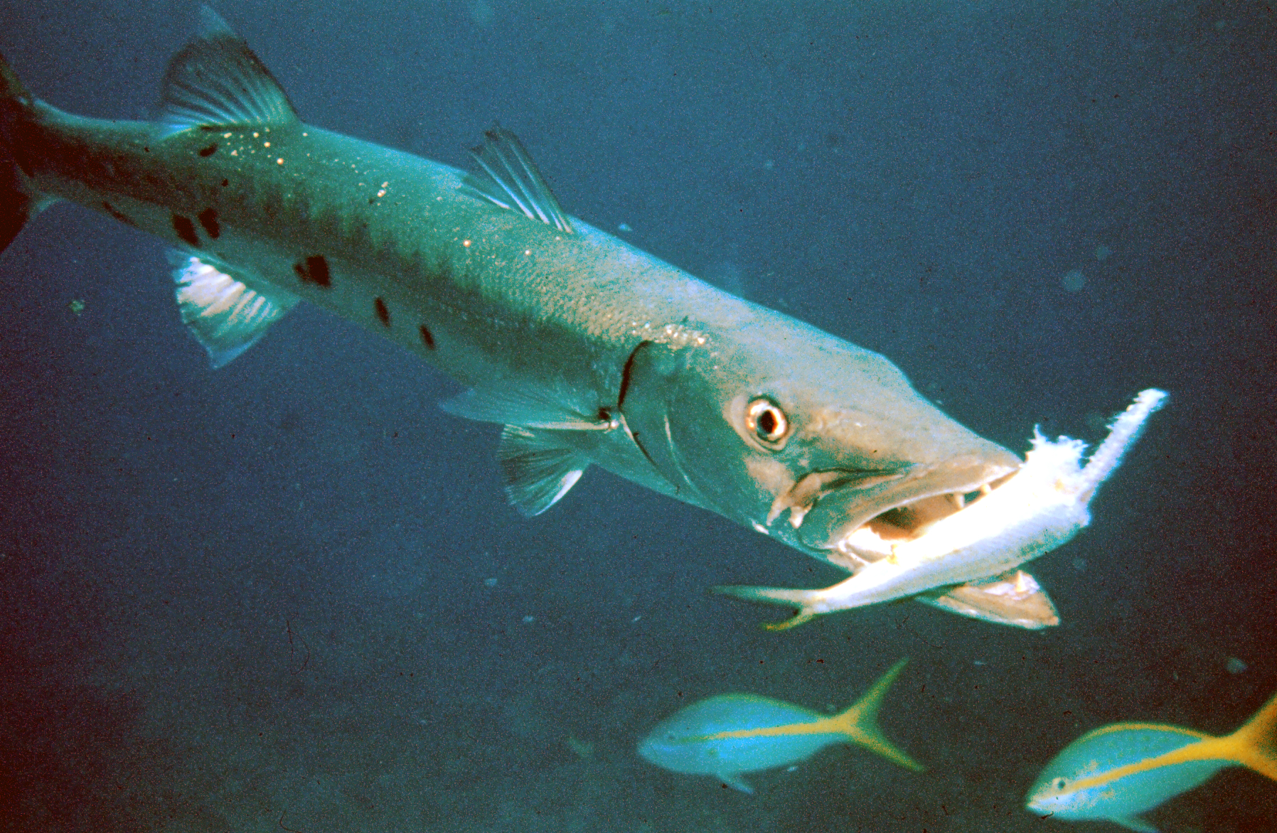 Barracuda