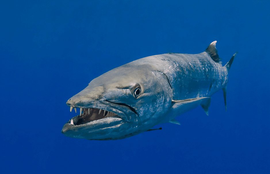 Great barracuda