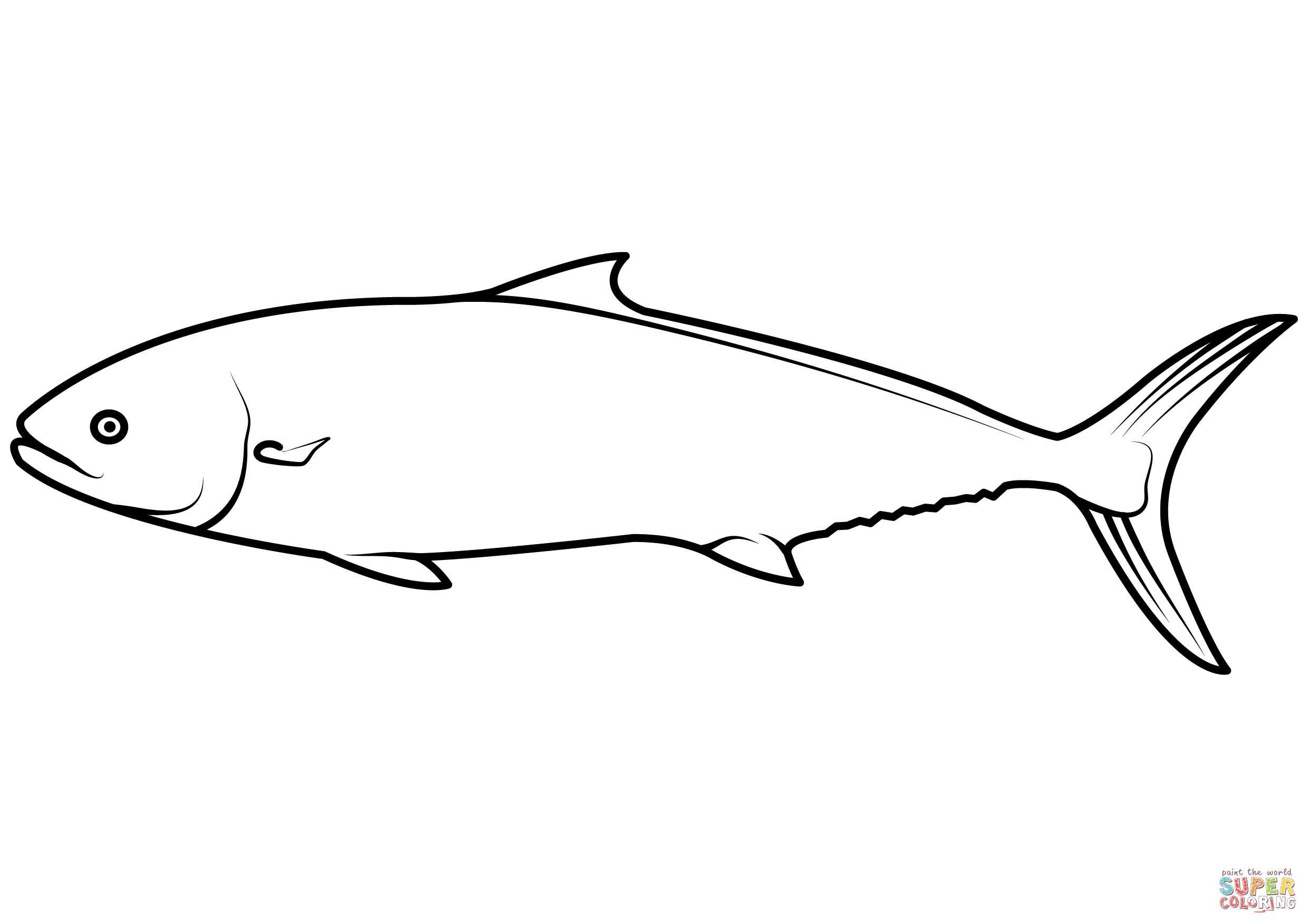 Yellowtail amberjack seriola lalandi coloring page free printable coloring pages