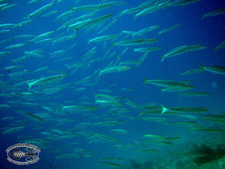 Yellowtail barracuda media