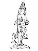 Barracudas coloring pages free coloring pages