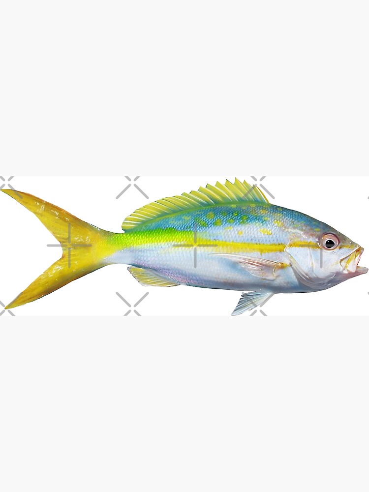 Yellowtail snapper photographic print for sale by william lee