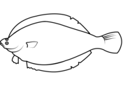 Barracudas coloring pages free coloring pages