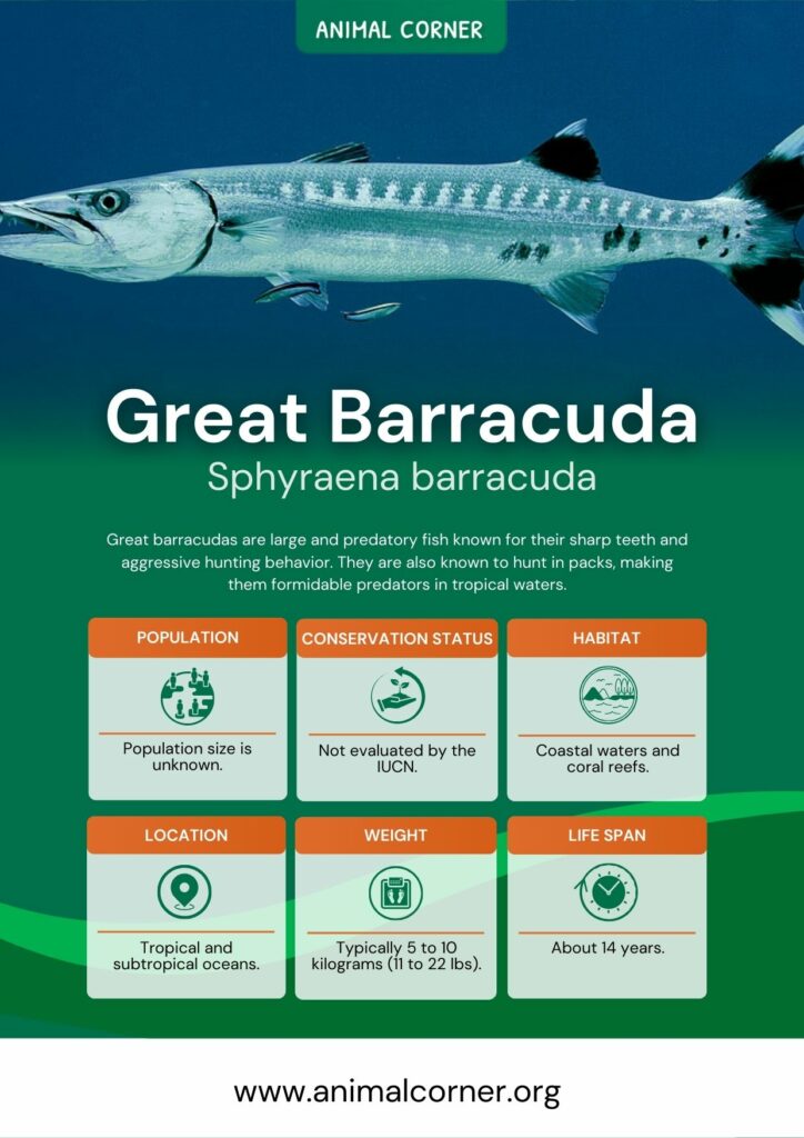 Great barracuda