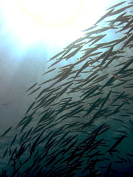 Fileyellowtail barracudajpg