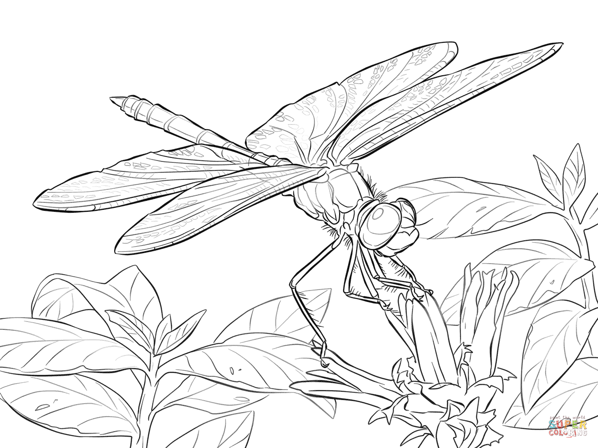 Free dragonfly coloring pages for adults yellow winged dter dragonfly coloring page free pâ insect coloring pages dragonfly illustration dragonfly drawing