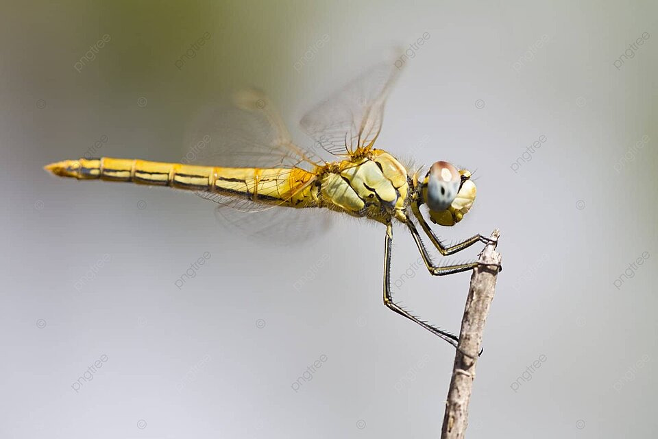 Red veined darter dragonfly colorful yellow female photo background and picture for free download