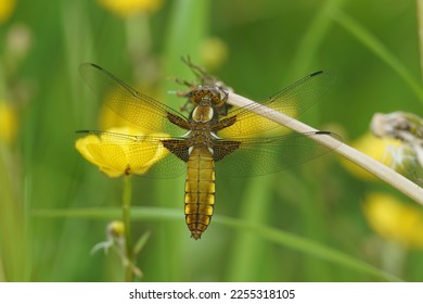 Spread wings dragonfly images stock photos d objects vectors