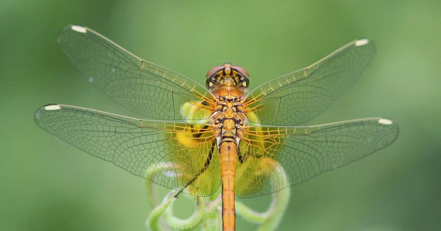 Estonian dragonflies yellow