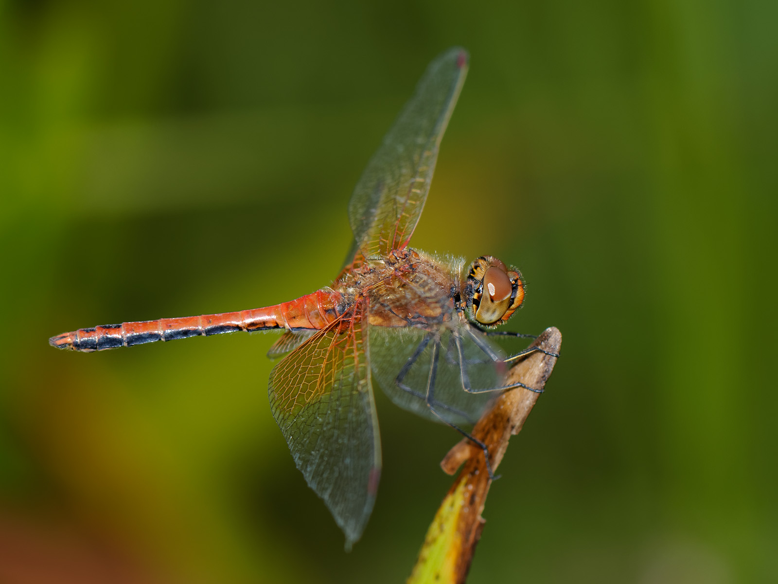 Sympetrum flaveolum linnaeus