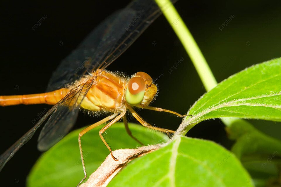 Mon darter dragonfly color buzz micro photo background and picture for free download