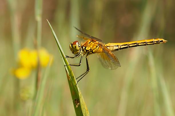 Dragonfly darts fly insect stock photos pictures royalty