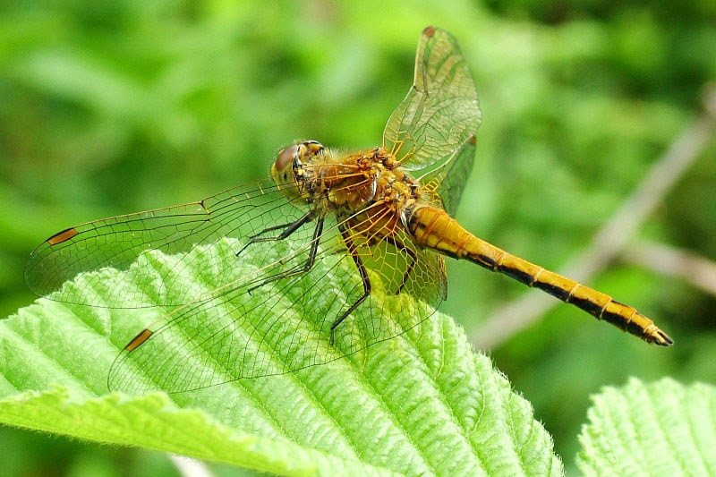 Sympetrum flaveolum