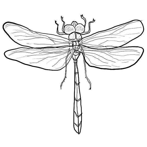 Emperor dragonfly stock illustrations royalty