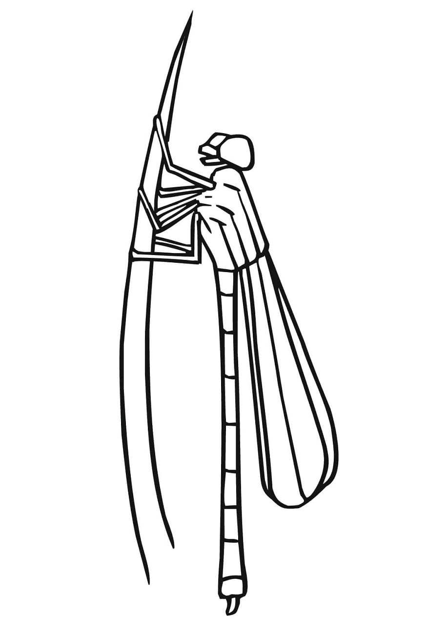 Yellow winged darter dragonfly coloring page