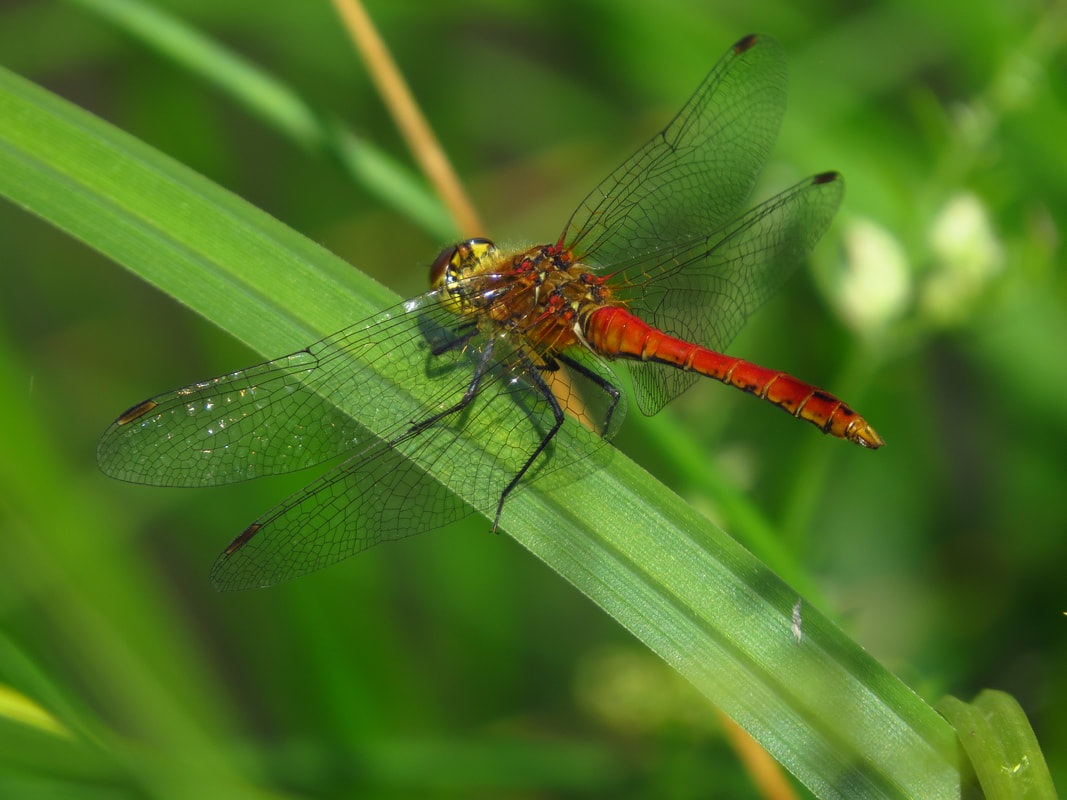 Dragonflies of worcestershire