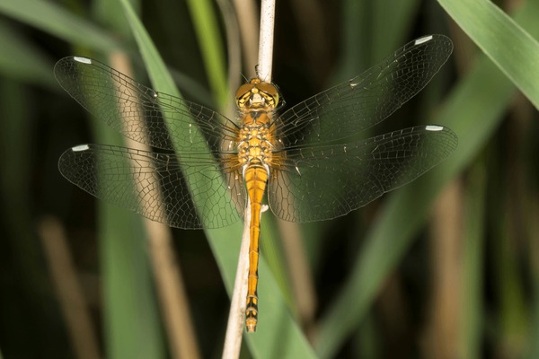 Black dragonfly royalty