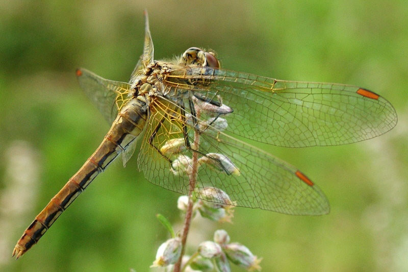 Sympetrum flaveolum