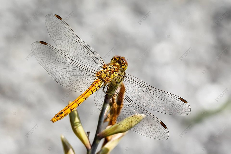 Vagrant darter dragonfly closeup nature macro photo background and picture for free download