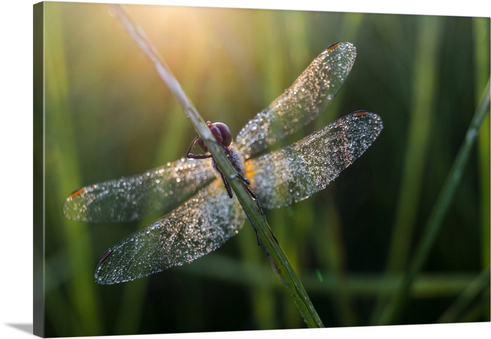 Mon darter dragonfly elmley marshes national nature reserve wall art canvas prints framed prints wall peels great big canvas